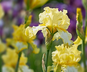 Perunika je cvijet koji vašem vrtu daje posebnu ljepotu