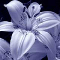 annica